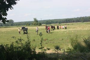 Planwagentour 2014 - Die Pferde von der Weide holen